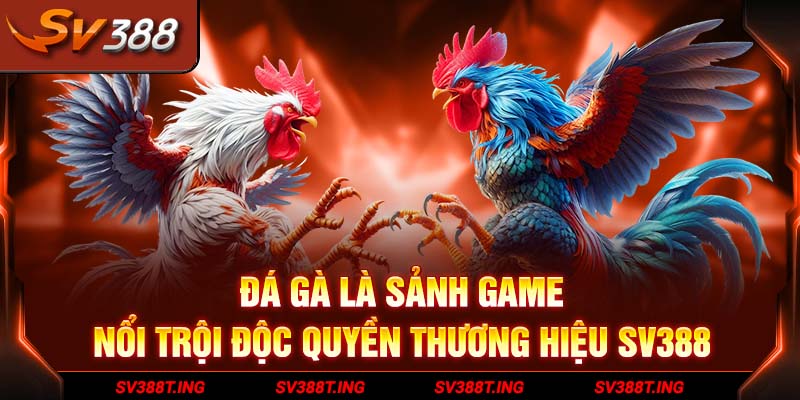 Đá gà là sảnh game nổi trội độc quyền thương hiệu SV388