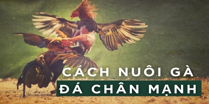 Cách Nuôi Gà Đá - Hướng Dẫn Chi Tiết A Đến Z Bởi Chuyên Gia