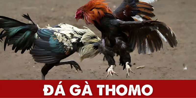 Đá Gà Thomo: Cách Chơi Và Chiến Thuật Mới Nhất Tại SV388