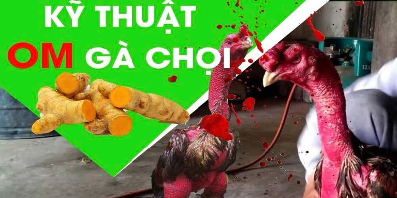 Điểm qua những cách om gà chọi hiệu quả 2024